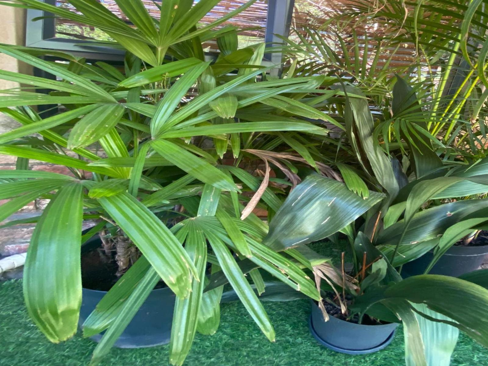 Aloe Guesthouse Klerksdorp Quarto foto